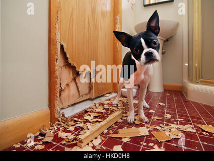 Un petit Boston terrier puppy chews un trou dans la porte de la salle de bains pour tenter de s'échapper Banque D'Images