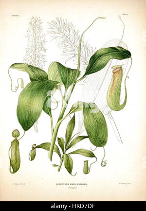 Nepenthes phyllamphora est une espèce de plante carnivore, connue pour ses feuilles uniques en forme de pichet qui piègent et digèrent les insectes. Originaire d'Asie du Sud-est, elle fait partie de la famille des Nepenthaceae, qui comprend plusieurs espèces de plantes carnivores. Banque D'Images