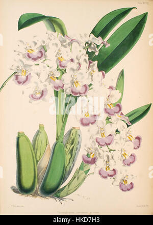 *Odontoglossum pendule* (Cuitlauzina pendula) est une espèce d'orchidée connue pour son aspect distinctif. Souvent représentée dans des illustrations botaniques du XIXe siècle, cette plante fait partie de la riche diversité des espèces d’orchidées qui fascinaient les naturalistes de l’époque. Ses fleurs délicates et sa forme saisissante sont une caractéristique clé de ce botanique articulé Banque D'Images