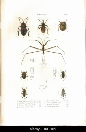 Cette illustration tirée de *histoire naturelle des insectes* de C.J.B. Amyot (1843) représente Hemiptera, un ordre d’insectes qui comprend de vrais insectes. Les gravures détaillées font partie d'un important travail sur la classification des insectes et l'histoire naturelle. Banque D'Images