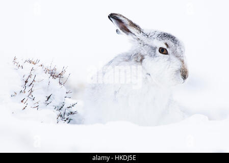 Lièvre variable (Lepus timidus) dans la neige, le Parc National de Cairngorms, Highlands, Ecosse, Royaume-Uni Banque D'Images