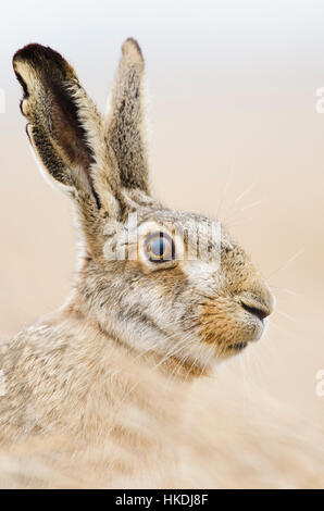 Lièvre d'Europe (Lepus europaeus), portrait, Parc national du lac de Neusiedl, Seewinkel, Burgenland, Autriche Banque D'Images