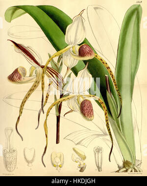Cette illustration botanique, *Paphiopedilum stonei* (anciennement *Cypripedium stonei*), a été présentée dans l'édition de 1862 du Curtis's Botanical Magazine. L’œuvre met en valeur la beauté délicate de cette orchidée rare, connue pour sa fleur unique en forme de pantoufle. Banque D'Images