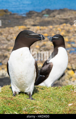 Petit pingouin (Alca torda) au lieu de reproduction, Lunga, île de Mull, Hébrides intérieures, Ecosse, Royaume-Uni Banque D'Images