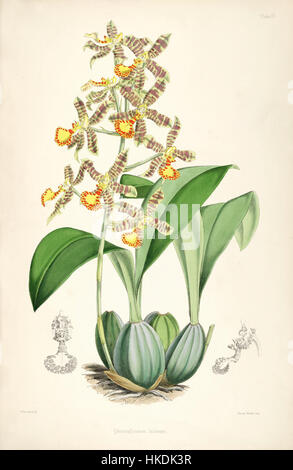 Cette illustration botanique représente *Rossioglossum insleayi*, une espèce d'orchidée, tirée de *Bateman's A Monograph of Odontoglossum*. La peinture détaillée est un exemple classique d'illustration botanique du XIXe siècle. Banque D'Images