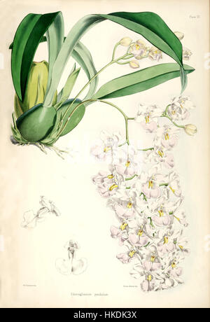 Planche 6 tirée de la monographie d'Odontoglossum de Bateman, représentant l'espèce d'orchidée Cuitlauzina pendula, anciennement classée comme pendule d'Odontoglossum. Banque D'Images