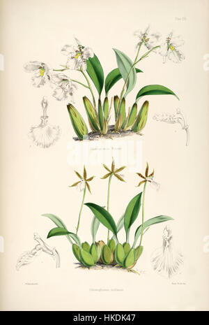 L'illustration botanique de Bateman, tirée de la monographie de l'Odontoglossum, représente des orchidées Rhynchostele rossii et Rhynchostele stellata. Ces fleurs délicates sont montrées avec des détails précis, soulignant leurs caractéristiques uniques au sein du genre Odontoglossum. Banque D'Images