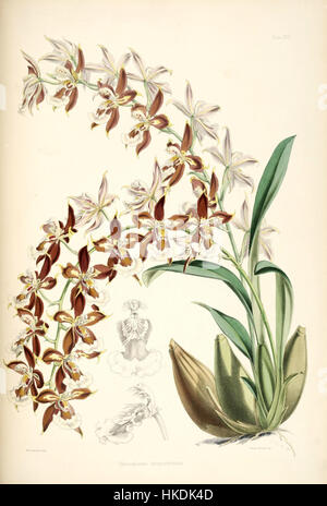 Cette illustration botanique, 'Odontoglossum luteopurpureum' de la série de monographies Bateman, met en valeur les détails vifs de cette espèce d'orchidée unique. L’œuvre reflète les pratiques scientifiques et artistiques de l’illustration botanique. Banque D'Images