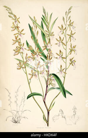 'Odontoglossum bictoniense' est une illustration d'une espèce d'orchidée, également connue sous le nom de Rhynchostele bictoniensis. Le travail de la série 'monographie de l'Odontoglossum' de Bateman souligne les détails complexes de l'apparence de l'orchidée. Banque D'Images