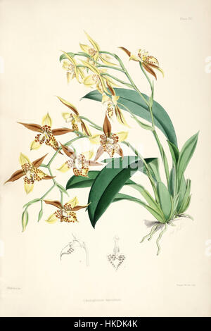 L'illustration de Rhynchostele maculata (anciennement Odontoglossum maculatum) de la monographie de Bateman de la série Odontoglossum montre les caractéristiques uniques de cette orchidée, connue pour son motif frappant et ses couleurs vibrantes. Banque D'Images