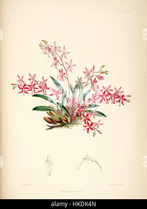 Cette illustration botanique tirée de la *monographie de Bateman de l'Odontoglossum* présente l'orchidée Cochlioda rosea, identifiée à l'origine comme Odontoglossum roseum. L'illustration vibrante souligne les caractéristiques uniques de cette espèce, connue pour ses fleurs colorées et sa structure complexe. Banque D'Images