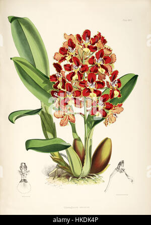 Cette illustration botanique, planche 27 de la monographie d'Odontoglossum de Bateman, montre le coronarium d'Otoglossum (anciennement le coronarium d'Odontoglossum). L'œuvre d'art détaillée met en évidence la beauté et la structure de cette espèce d'orchidée particulière. Banque D'Images