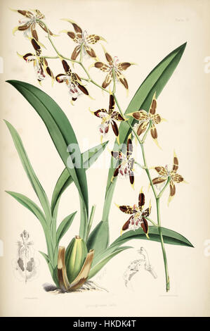 Cette illustration botanique tirée de la monographie de Bateman de l'Odontoglossum représente l'orchidée Odontoglossum hallii. L’œuvre met en évidence les caractéristiques détaillées et délicates de cette espèce, mettant en valeur sa structure complexe et sa palette de couleurs vibrantes. Banque D'Images