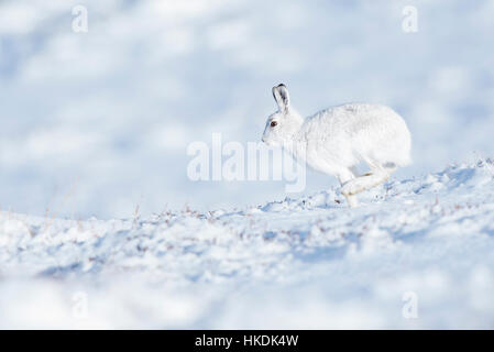 Lièvre variable (Lepus timidus) dans la neige, le Parc National de Cairngorms, Highlands, Ecosse, Royaume-Uni Banque D'Images