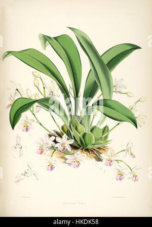 Une illustration tirée de la monographie d'Odontoglossum de Bateman, montrant l'orchidée Ticoglossum krameri. Cette plaque botanique représente les caractéristiques détaillées de l'espèce. Banque D'Images