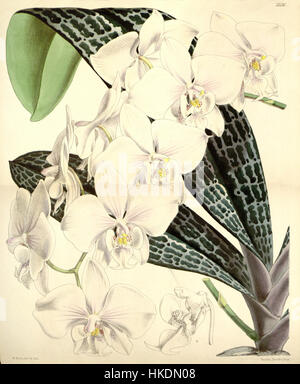 Phalaenopsis schilleriana est une espèce d'orchidée illustrée dans le Curtis's Botanical Magazine de 1865. L'illustration met en évidence la beauté délicate et les caractéristiques détaillées de cette espèce, connue pour ses fleurs saisissantes et sa forme gracieuse. Banque D'Images
