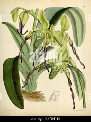 L'illustration de Paphiopedilum parishii, anciennement connu sous le nom de Cypripedium parishii, est tirée du magazine Botanical de Curtis, publié en 1869. Cette espèce d'orchidée, originaire d'Asie du Sud-est, se caractérise par son aspect floral saisissant. L'œuvre d'art fournit une vue détaillée de la plante, mettant en évidence ses caractéristiques uniques, et reste une référence botanique importante. Banque D'Images