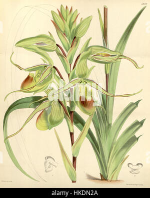 L’illustration de *Phragmipedium longifolium* (anciennement *Cypripedium longifolium*) du magazine Botanical de Curtis en 1872 présente les caractéristiques détaillées de cette espèce d’orchidée, mettant en évidence ses fleurs délicates et sa structure unique. Banque D'Images
