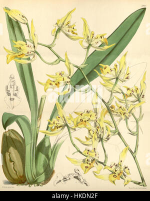 Cette illustration botanique du *Curtis's Botanical Magazine* présente *Cyrtochilum pardinum* (anciennement *Odontoglossum pardinum*), une espèce frappante d'orchidée avec des marques distinctes. L'illustration est une étude détaillée de l'anatomie et de la beauté de la fleur. Banque D'Images