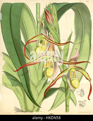 Cette illustration botanique du magazine Botanical de Curtis (1876) représente le Phragmipedium longifolium, anciennement connu sous le nom de Cypripedium roezlii. La plante est originaire d'Amérique du Sud et est reconnue pour ses fleurs uniques et frappantes qui la rendent populaire parmi les amateurs d'orchidées. Banque D'Images