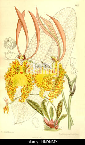 Cette illustration du magazine Botanical de Curtis (1911) représente *Psychopsis sanderae*, anciennement connu sous le nom *Oncidium sanderae*. L'image montre une étude botanique détaillée de cette espèce d'orchidée, réputée pour sa forme unique et ses couleurs vibrantes. Il reflète l'approche scientifique de l'illustration végétale au début du XXe siècle, contribuant à la documentation des variétés d'orchidées. Banque D'Images