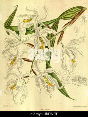 Coelogyne cristata, une espèce d'orchidée originaire de l'Himalaya, figurant dans les illustrations botaniques de Curtis de 1913, réputée pour ses fleurs blanches et son arôme parfumé. Banque D'Images