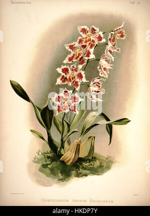 Cette illustration botanique de Frederick Sander, planche 29 de *Reichenbachia I* (1888), représente l'espèce d'orchidée *Odontoglossum crispum hrubyanum*. Le rendu détaillé souligne la beauté et la complexité de la structure de la fleur. Banque D'Images