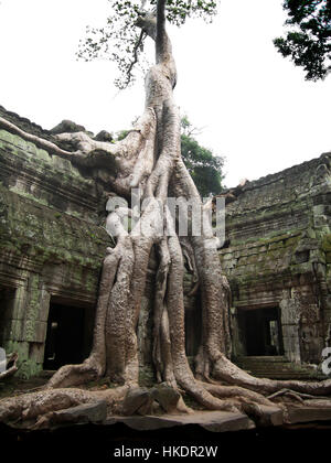 Arbre qui pousse hors de ruines antiques près de Angkor Wat temple complexe, Siem Reap, Cambodge Banque D'Images