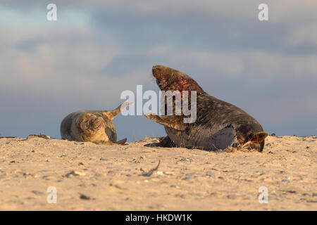 Les Phoques gris (Halichoerus grypus), mâle et femelle durant l'accouplement jeu, Helgoland, Mer du Nord, Allemagne Banque D'Images