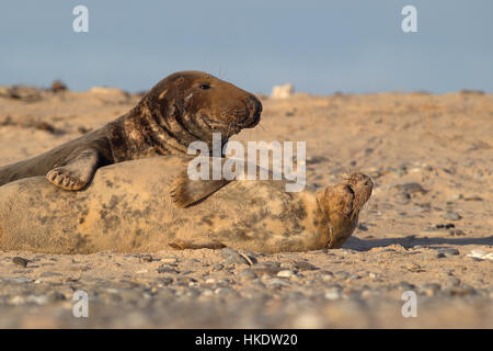 Les Phoques gris (Halichoerus grypus), mâle et femelle durant l'accouplement jeu, Helgoland, Mer du Nord, Allemagne Banque D'Images