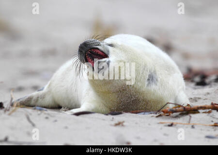 Phoque gris (Halichoerus grypus), le bâillement pup sur plage, mer du Nord, Helgoland, Allemagne Banque D'Images