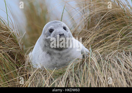 Phoque commun (Phoca vitulina) adulte, sur la plage, dune Helgoland, Mer du Nord, Allemagne Banque D'Images