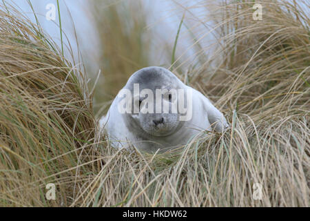 Phoque commun (Phoca vitulina) adulte, sur la plage, dune Helgoland, Mer du Nord, Allemagne Banque D'Images