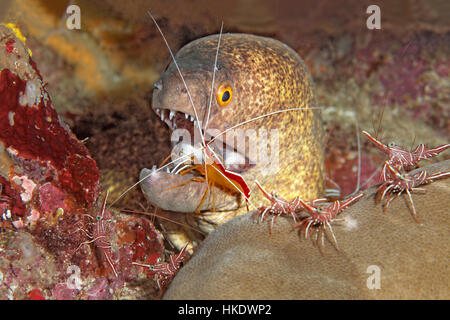 Grumes de jaune Gymnothorax flavimarginatus (moray) avec la crevette chameau Rhynchocinetes durbanensis (Pacifique) et crevettes plus propre Banque D'Images