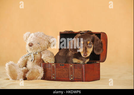 Teckel miniature à poils longs (Canis lupus familiaris), brown, chiot est assis à côté de la poitrine de petit ours, studio shot Banque D'Images