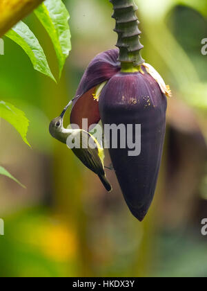 Peu spiderhunter (Arachnothera longirostra) sur les crayons, parc national de Kaeng Krachan, Thaïlande Banque D'Images