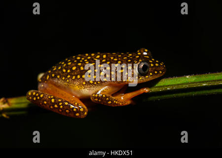 Whitebelly alboguttatus Heterixalus Reed (Grenouille), homme, Parc National Andasibe, Madagascar Banque D'Images