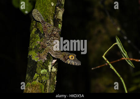 Leaf-Tailed moussus (Gecko Uroplatus sikorae) sur le tronc de l'arbre, femme, Parc National de Ranomafana, Madagascar Banque D'Images