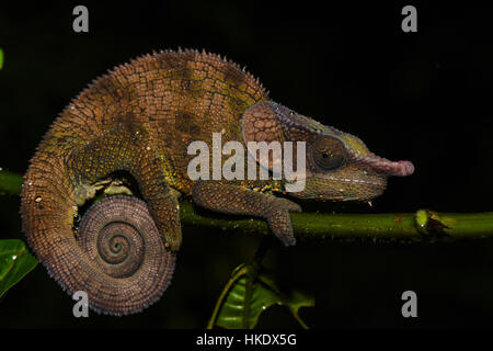 Calumma crypticum cryptiques (CAMÉLÉON), homme, Parc National de Ranomafana, Madagascar Banque D'Images