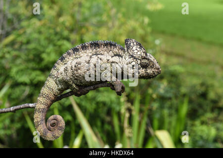 Caméléon géant malgache (Furcifer oustaleti), femme, RN7, Talata-Ampano, Madagascar Banque D'Images