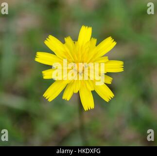 Dandylion fleur Banque D'Images