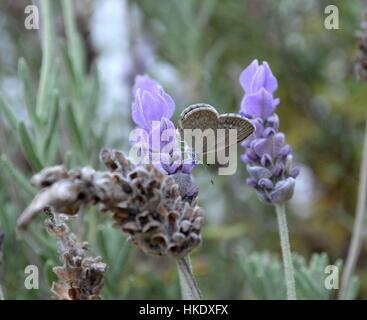 Fleurs de Lavande en détail Banque D'Images