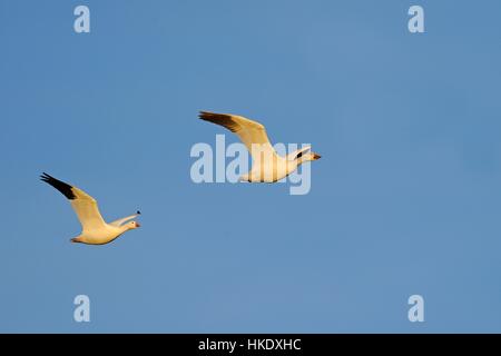 Oie des neiges (Anser caerulescens) à l'avant et à l'Oie de Ross (Anser rossii) à l'arrière, en vol, Bosque del Apache, New Mexico, USA Banque D'Images