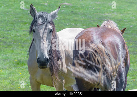 Equus ferus caballus. Deux chevaux en position défensive. Chacun d'eux est à la recherche de l'autre zone. Beau cheval, de couleur crème, est à la recherche de l'U. Banque D'Images