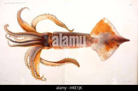 Cette illustration de C. Merculiano présente une représentation détaillée des céphalopodes, une classe de mollusques qui comprend des pieuvres et des calmars. Le travail met l’accent sur leurs formes complexes, mettant en valeur l’anatomie unique de l’espèce et ses caractéristiques marines. Banque D'Images