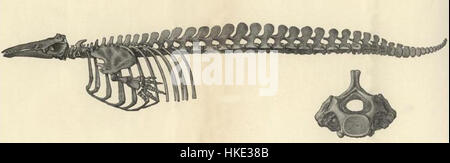Cette pièce présente une représentation détaillée du squelette de Delphinapterus leucas, également connu sous le nom de béluga. L’œuvre met en évidence la structure gracieuse de l’espèce, offrant une perspective scientifique et artistique sur la vie marine. Banque D'Images