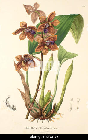 Houlletia brocklehurstiana, anciennement connue sous le nom de Maxillaria brocklehurstiana, est une espèce d'orchidée illustrée dans le Sertum Lindley de 1838. L’œuvre présente les fleurs délicates de la plante, une contribution significative à l’illustration botanique. Banque D'Images