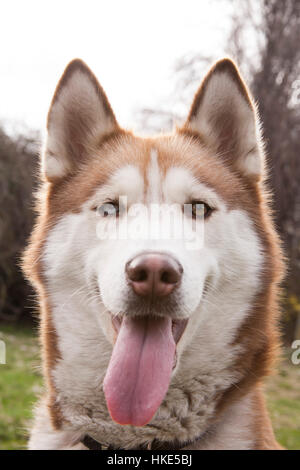 Portrait de l'Husky Husky avec des yeux différents à l'heure d'été Banque D'Images