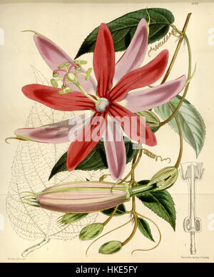 Passiflora insignis Bot. Mag. ser. 3, 29(348), onglet. 6069. 1893 Banque D'Images