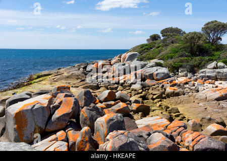 Lichen orange sur les rochers à baie Binalong Bay, Tasmanie, Australie Banque D'Images